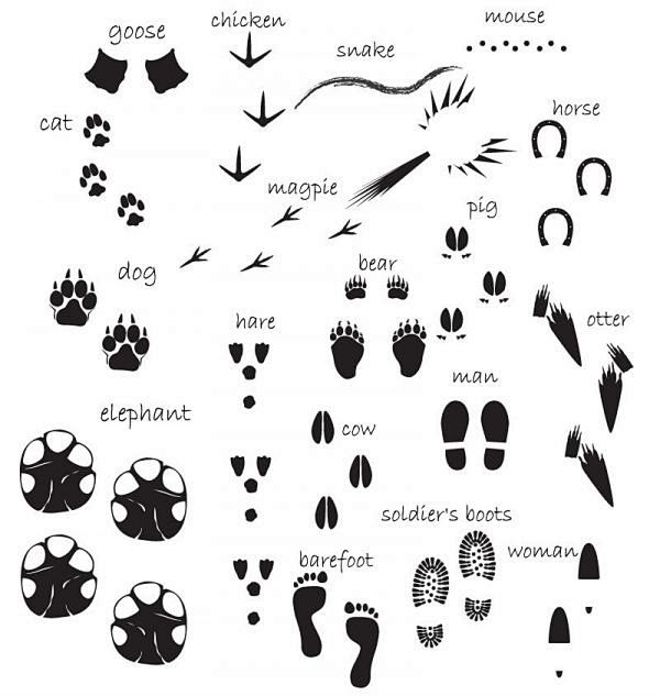 动物脚印图谱矢量素材
