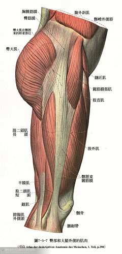 李二苏采集到无敌人体细节