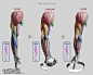 Full pronation stages (shoulder view)