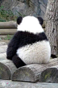 (＾་།＾)每次都会被熊猫的小背影萌到一口老血 ​​​​