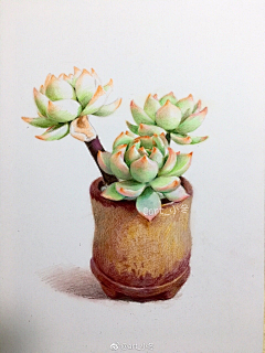 ICE婵冰采集到【植物】绘画*插画