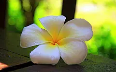 美丽的花儿电脑桌面高清壁纸桌面壁纸4