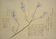 《梅园百花画谱》春之部卷二 | 毛利梅园