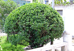 疑生采集到C-植物意向图（灌木）