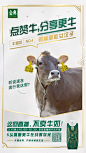 金典-饮品牛奶品牌设计海报