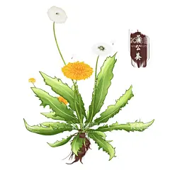 蒲公英  - 源文件下载【酷图网】手绘蒲公英,蒲公英插画,水彩蒲公英,蒲公英,药材医草,蒲公英花,中药大全,手绘中草药,草药包装插画,中草药插画,复古医书,草药插图,中药,中草药素材,中医,手绘中药,药材,中医药,中药插画