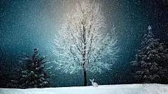 冬天, 寒冬, 雪, 雪景观, 圣诞节, 自然, 圣诞节的主题, 圣诞贺卡