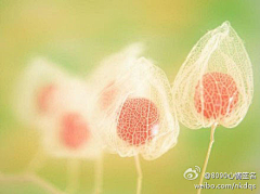 钱Echizen采集到小清新