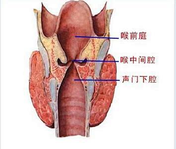 喉咙的解剖图_百度图片搜索