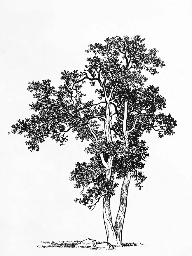 树和树干怎么画，钢笔速写，钢笔画-花瓣网