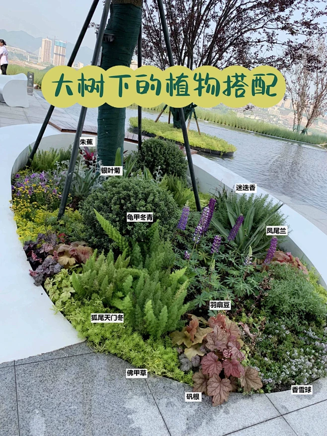 花园植物搭配-花瓣网