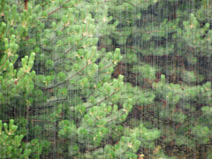 懵水采集到雨