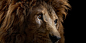 Wildlife Conservation Society - WCS.org | Viget : 120 years in the making. Since 1895, the Wildlife Conservation Society (WCS) has worked to protect the world’s wildlife and wild places. Our partnership with W…