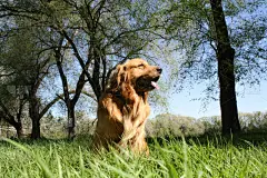 金毛寻回犬,天空,纯种犬,水平画幅,彩色图片,蓝色,动物,动物毛发,肖像,动物头
