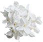 白色花 花卉 花朵 png免扣透明素材图 @楠哒二哒哒