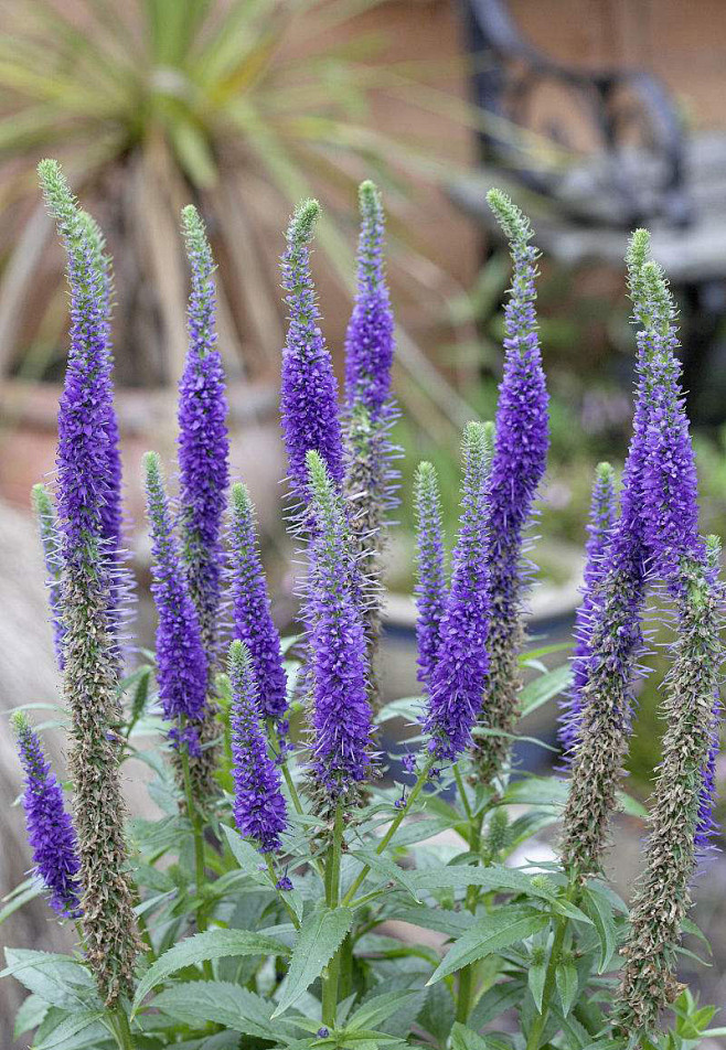 穗花婆婆纳.玄参科,婆婆纳属