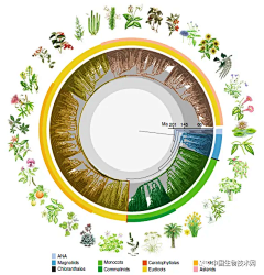 草莓西瓜汁采集到科学