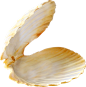贝壳，海贝png素材