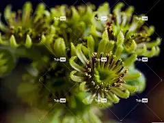 房市 花卉背景 美丽的花朵 多汁的 花 屋顶长生花 盛开 花壁纸