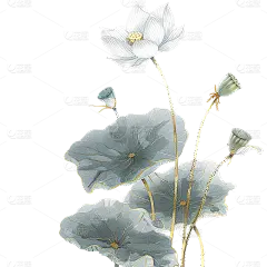 中国风通用金边工笔画荷花植物元素素材