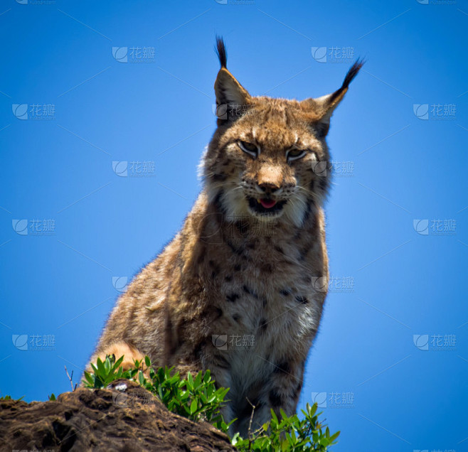 猞猁