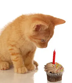 点击来源直接获取大图文件 |kitten celebrating birthday - kitten looking at cupcake