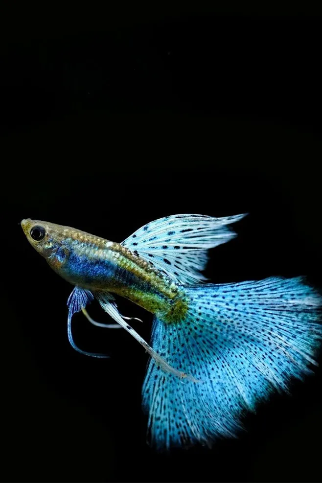 其中包括：Cute Animals, guppy fish图片_插画图片素材-花瓣网
