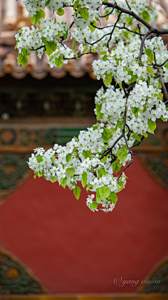 魏阿步采集到花草树木~