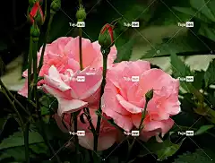 玫瑰 花卉背景 粉色的 美丽的花朵 自然 玫瑰花 花 花壁纸