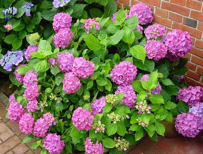 阳台鲜花卉盆栽绿植庭院植物无尽夏八仙绣球花苗四季开花爬藤耐寒快乐