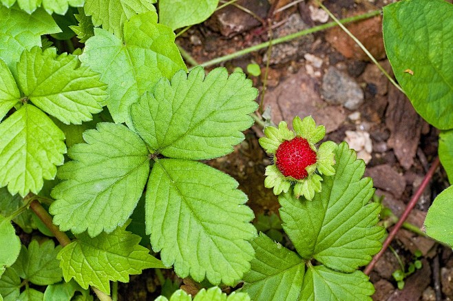 mock-strawberry-6232...