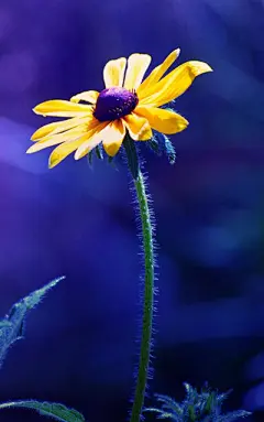 唯美小花手机壁纸图片 第4页-ZOL手机壁纸