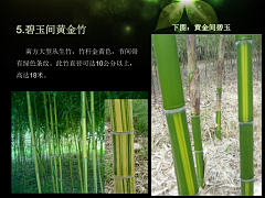 —MZH采集到Z—植物意向图—爬藤植物、竹子