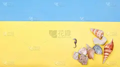 平铺的贝壳和海马在蓝色和黄色的背景上