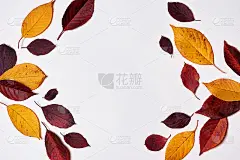 秋天的成分。框架由红色和黄色的叶子在白色的背景。秋天的概念。秋天感恩节纹理。平铺，俯视图，拷贝空间