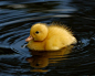 Here Is A Fluffy Duckling | Cutest Paw