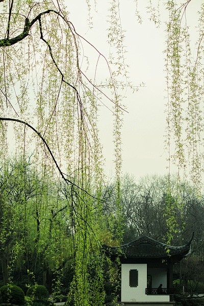 杨柳堆烟