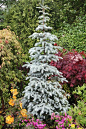 The new leaves of this Picea pungens cultivar are less blue and more silver coloured. Other cultivars of Picea pungens which are all very similar, are 'Hoopsii', 'Thompson', 'Hoto' and 'Kosteri'. The cultivar in this photos is Picea pungens 'Thompson'.