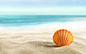 Download wallpaper seashell, sand, beach, beach, summer, sea, sun, sand, shell, nature resolution 1680x1050#海边##海滩##海洋##沙滩#