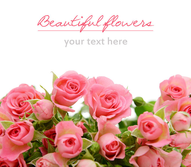 粉红玫瑰花植物高清图片素材中国16素材网