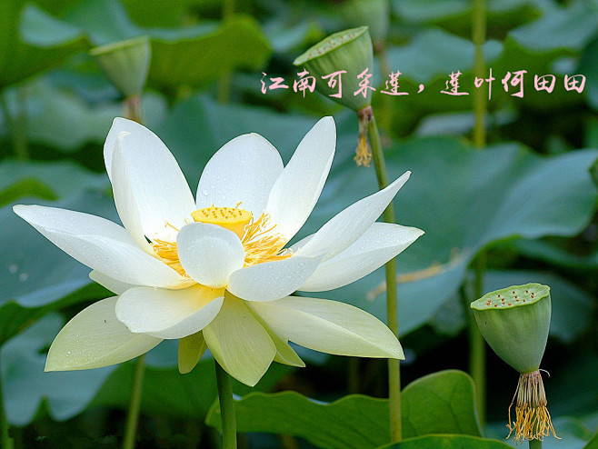 江南可采莲，莲叶何田田，鱼戏莲叶间。 鱼戏莲叶东，鱼戏莲叶西，鱼戏莲叶南，鱼戏莲叶北。