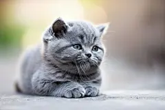 萌宠小猫咪宠物摄影蓝猫
