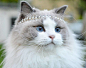 瑞典一猫咪被当公主养 穿芭蕾舞裙戴水晶王冠 -国际频道-四川新闻网