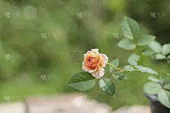 美丽的英国玫瑰花。