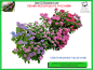 花png_花瓣_采集2286