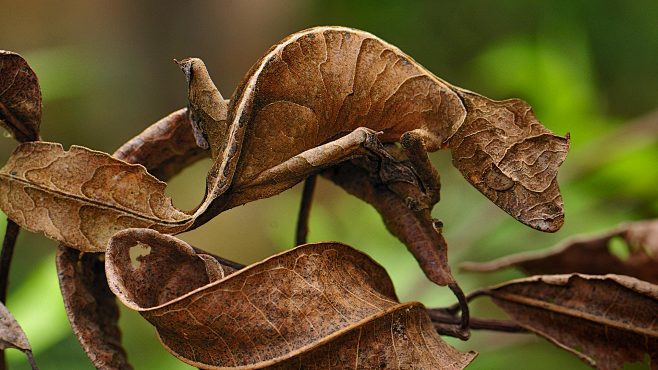 LeafTailGecko_马达加斯加，...