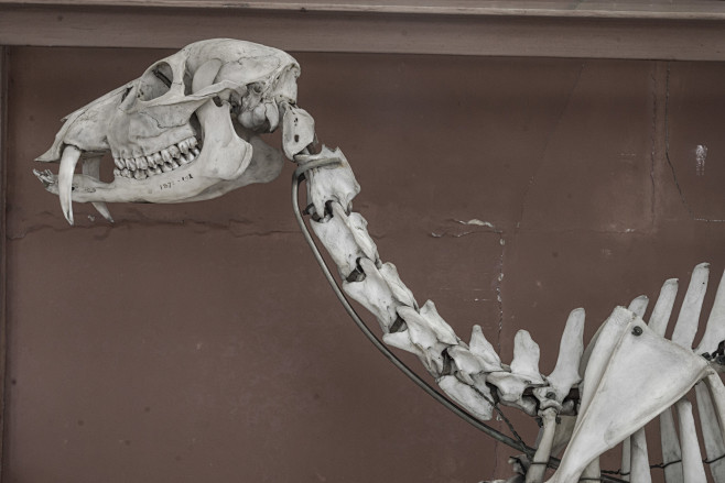 Skulls & Bones (457)