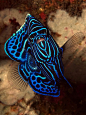 【海洋生物】生活在大海中色彩缤纷的鱼类