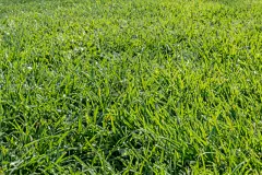 草坪,枝繁叶茂,草,图像,特写,井,春天,看,摩纳哥,环境