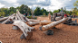 One of the great things about natural play features like jumping stones and timber scrambles is that they can be added to existing parks and playgrounds at both large and small scales.  This is a large scale project, but the goal of the Nature-based Play 